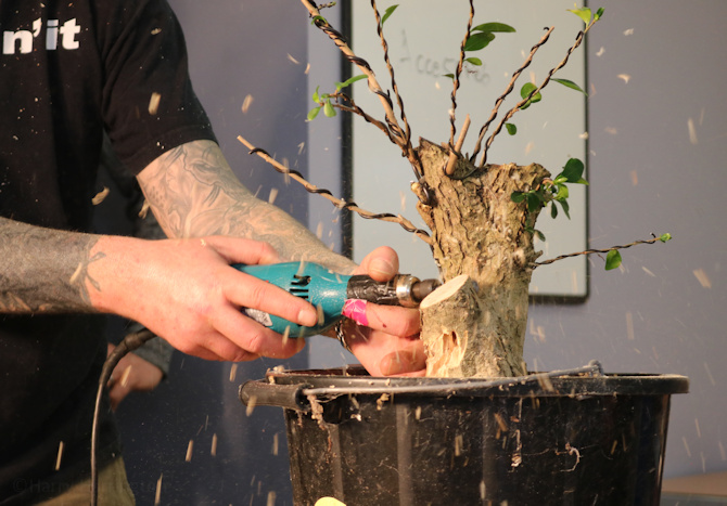 privet bonsai carving